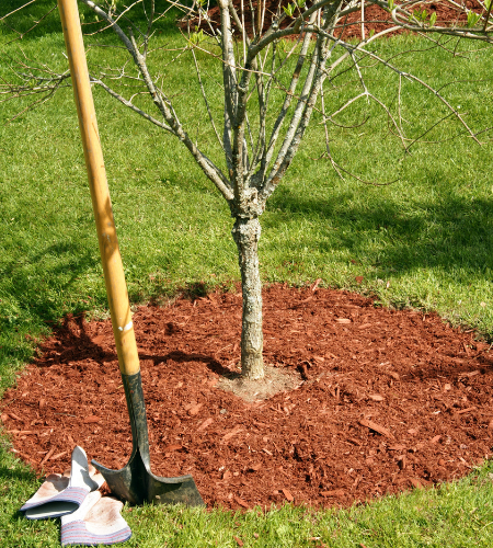 Mulch around a tree with shovel